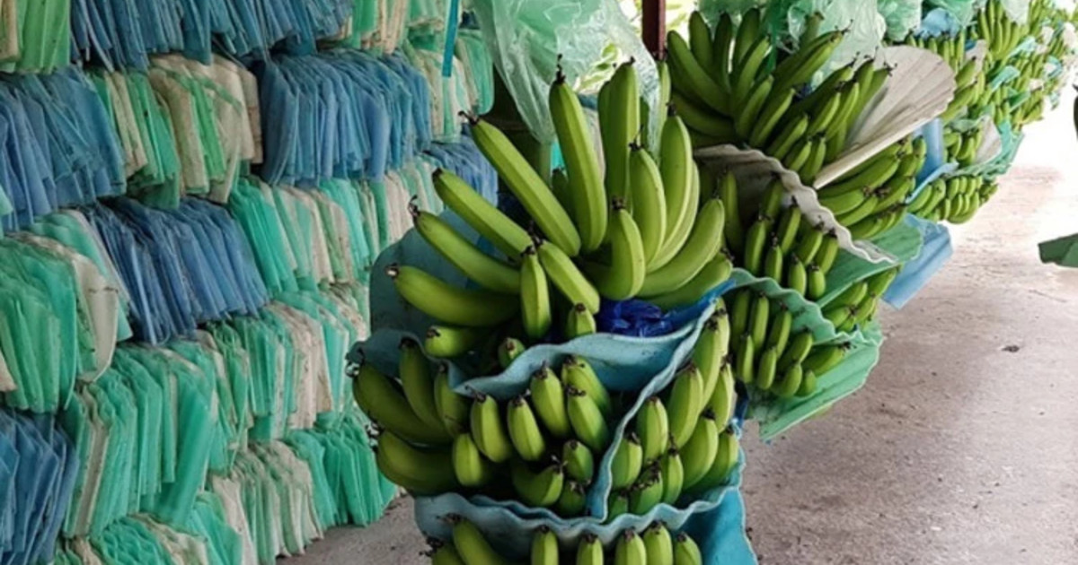 Ecuador and the world of bananas ADAMA